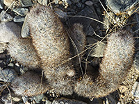 Leaning stems of cushion foxtail cactus