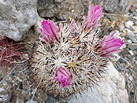 Cushion foxtail cactus