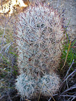 Three cushion foxtail cactus stems