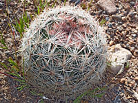 Desert pincushion cactus