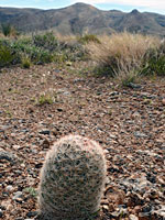 Desert pincushion cactus, in situ