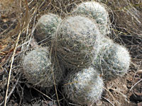 Escobaria dasyacantha