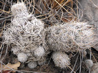 Sneed's pincushion cactus