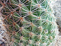 Spines and tubercles