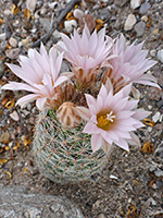 Flowering plant