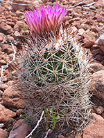 Spines and tubercles of the pincushion cactus