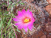One flower