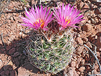 Flowering specimen