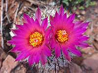 Two common beehive cactus flowers