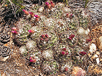 Common beehive cactus, after flowering