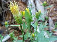 Wayside Aster