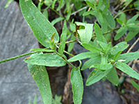 Lightly hairy leaves