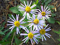 Eucephalus engelmannii