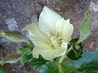 Desert rock nettle