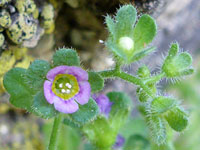 Eucrypta micrantha