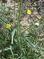 Leaves and stem