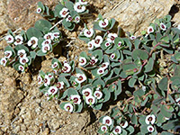 Rattlesnake Weed