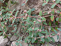 Stems, leaves and flowers