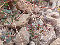 Euphorbia capitellata