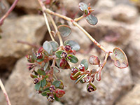 Inflorescence