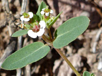 Leaves and flowers