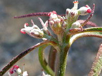 Beetle spurge