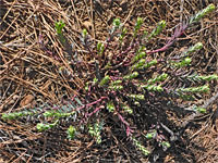 Woodland spurge