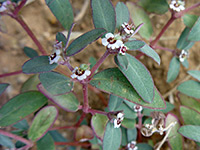 Euphorbia melanadenia