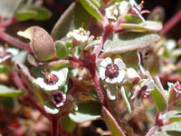 Red-gland spurge