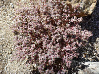 Red-Gland Spurge