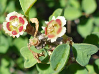 Cliff spurge