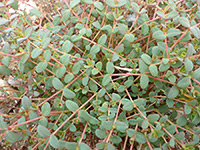 Stems and leaves