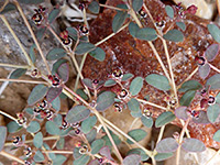 Euphorbia polycarpa