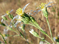 Roughleaf Aster