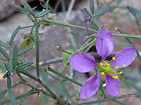 Flower and leaves