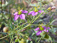 Three fllowers