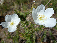 Apache Plume