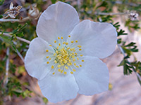 White flower