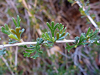 Stem and leaves