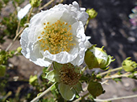 Yellow-brown stamens