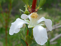 Drooping petals