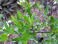 Green leaves and woody stems