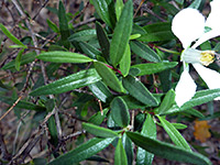 Dark green leaves