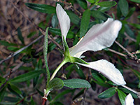 Upper stem leaves