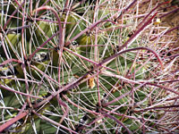 Curved, ridged spines