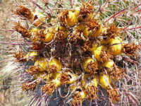 Yellow fruits, compass barrel