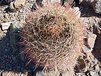 Dense spines of the California barrel