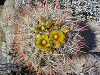 Greenish-yellow flowers, Greenish-yellow flowers of ferocactus cylindraceus; Tubb Canyon, Anza Borrego Desert State Park, California