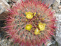 California barrel cactus flower cluster