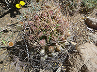 Purplish stem of Texas barrel cactus